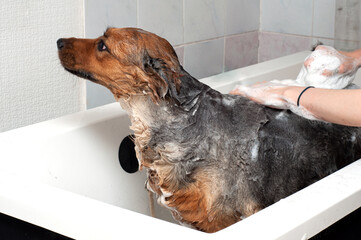 A dog taking a shower with soap and water