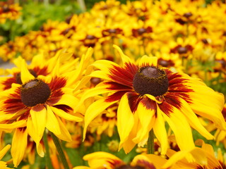 yellow flowers in the garden