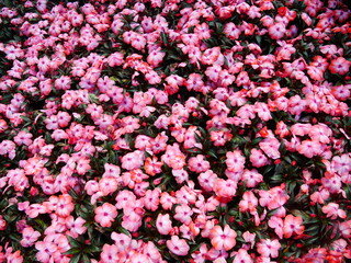 pink flowers background