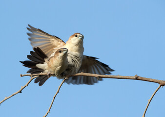 Indian Silverbills mating, Bahrain