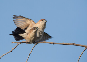 Indian Silverbills making love