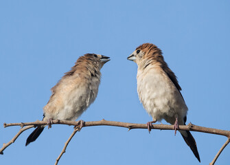 Indian Silverbills perched on a branch