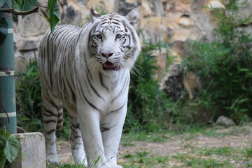 Plakat white tiger in the zoo