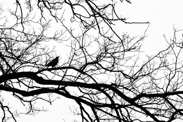 Cuervo sobre ramas de arboles en invierno