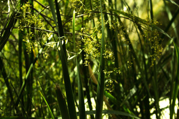 green grass in sunlight