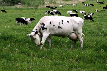 Cows grazing and resting in the middle of the field. white cow close up