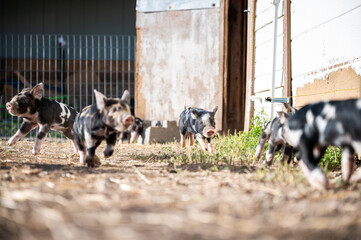Brown, black and white piglets playing © Redhaven Photography