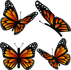 Fototapeta na wymiar Vector set, 4 monarch butterflies