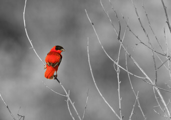 Southern Red Bishop perched on dry branch