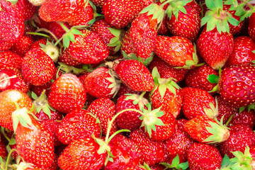 Red strawberry berries close-up. Harvest strawberries in the summer. Beautiful background for text, wallpaper. The concept of organic food, organic gardening and diet.