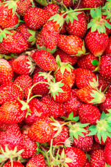 Strawberry close-up. Red strawberries with green leaves in summer. Macro photo. The concept of organic food, organic gardening and diet.