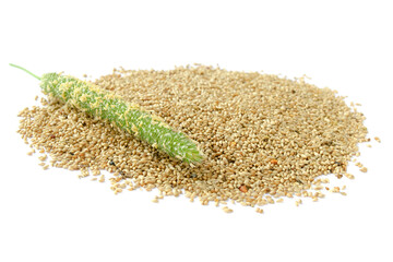 Closeup of timothy grass and seeds isolated on white background. Green timothy (Phleum pratense) sultan and freshly harvested seeds close-up. Timothy seeds with panicle isolated on white.
