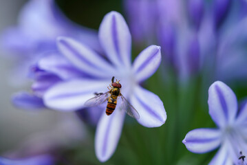 Hover fly / Toxomerus on a African Lilly flower