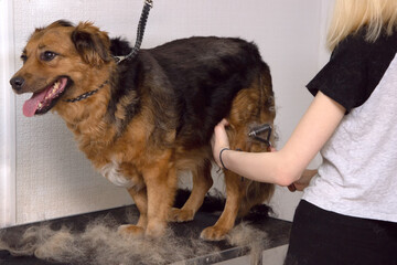 Cute big dog on the table and Grooming master cuts and shaves, cares for a dog. Grooming , drying and styling dogs, combing wool.