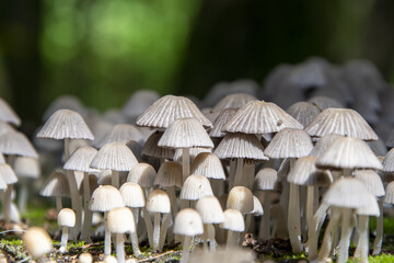 Poisonous and hallucinogenic mushrooms.Many mycena fungi grow in the forest glade.