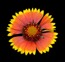 Beautiful colorful flower isolated on a black background