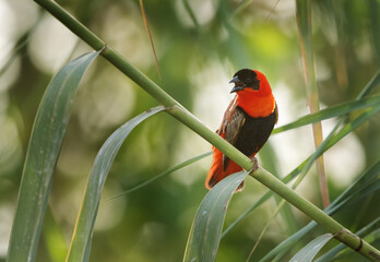 Southern Red Bishop making call