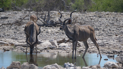 Two greater kudus drinking