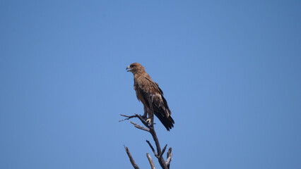 Tawny eagle on a tree branch