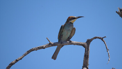 Bee-eater on a tree branch