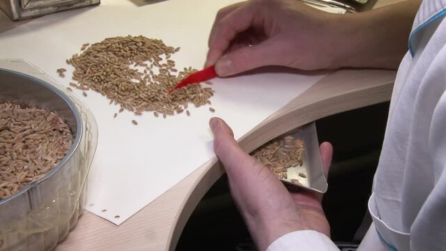 Close up view of femail hands sorting wheat.