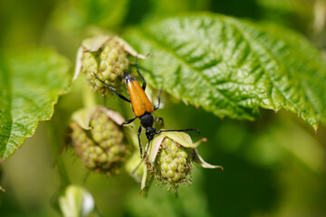 Red-brown Longhorn Beetle on growing raspberry