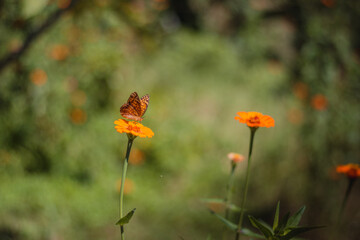butterfly on a flower