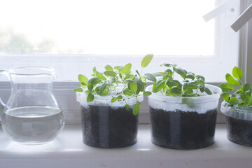 Sage, basilic in home herb garden