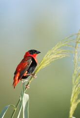 Beautiful Southern Red Bishop, Bahrain