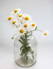 Fototapeta na wymiar Beautiful bouquet of daisies in a glass vase on a white background