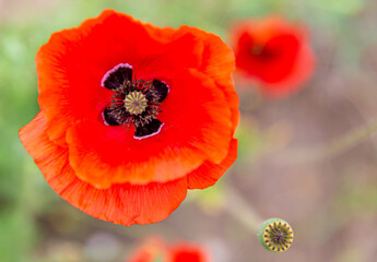 Close up of a common poppy with its vivid red petals, its sepals with black spots at their base and its gynoecium or pistil with a blurred background
