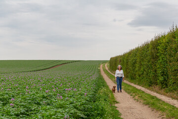 Fototapeta na wymiar Mature Mexican woman with her dog on a dirt road next to a potato farm field with small purple flowers, overcast day with a cloud covered sky in South Limburg, the Netherlands