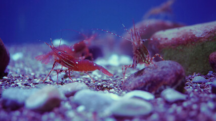 coral reef in aquarium  underwater