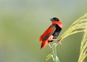 Beautiful Southern Red Bishop perched on green