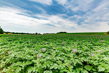 Green field with a potato crop with its small purple flowers, cloudy day with a blue sky with heavy clouds on the horizon in South Limburg, the Netherlands Holland