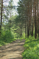 landscape with trees
