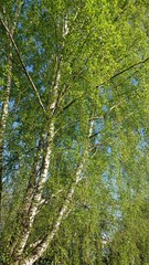 green forest in the morning