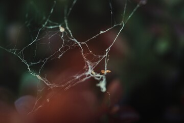 spider on web