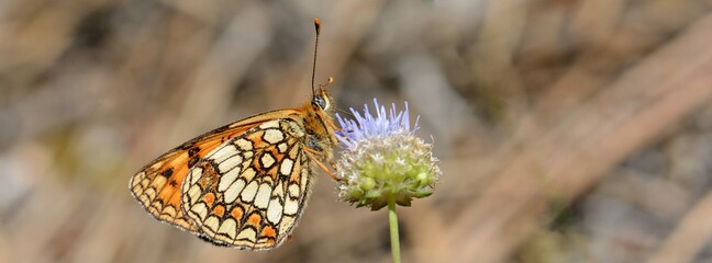 Papillon Mélitée des linaires © Guy Pracros