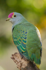 Pink Head