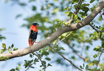 Southern Red Bishop perched on a tree, Bahrain