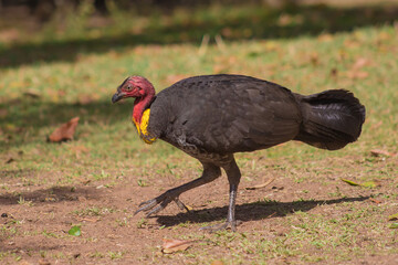Turkey-type Bird