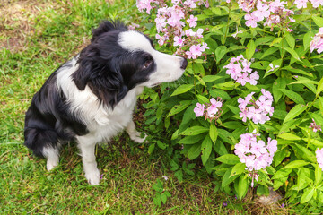 Outdoor portrait of cute smiling puppy border collie sitting on park or garden background. New lovely member of family little dog smelling flowers. Pet care and funny animals life concept.