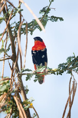 Southern Red Bishop perched on a tree