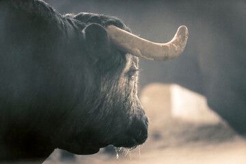 Castrated bull used in bullfighting arenas for leading other bulls in the stables