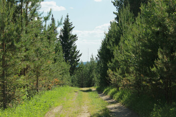 Obraz premium landscape with trees