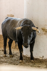 Castrated bull used in bullfighting arenas for leading other bulls in the stables