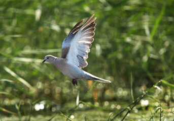 Eurasian Collard Dove flying