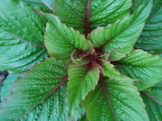 Green bush leaves background. Green leaves nature background