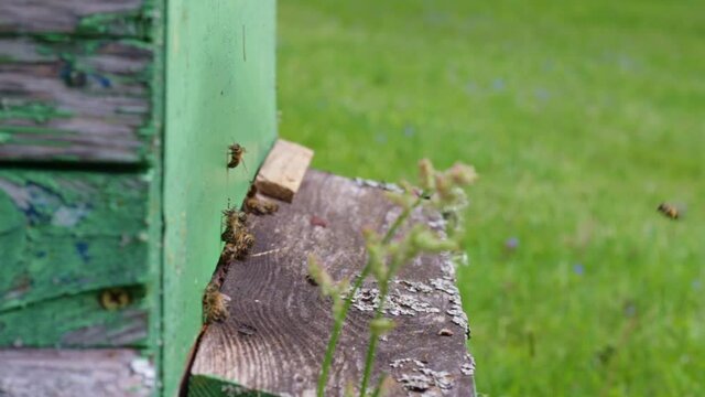 Side on static view of bees leaving a green, wooden artificial beehive